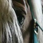equae-delphine-de-cadolle-19