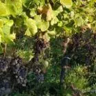 chateau-dudon-33