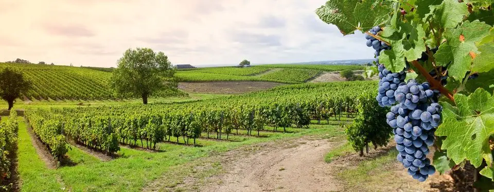 Maison Priollaud - Vinetspirit