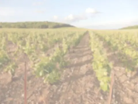 Champagne Fricot Pascal