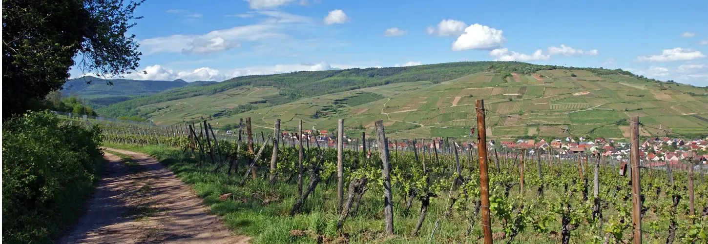 Domaine Léon Boesch