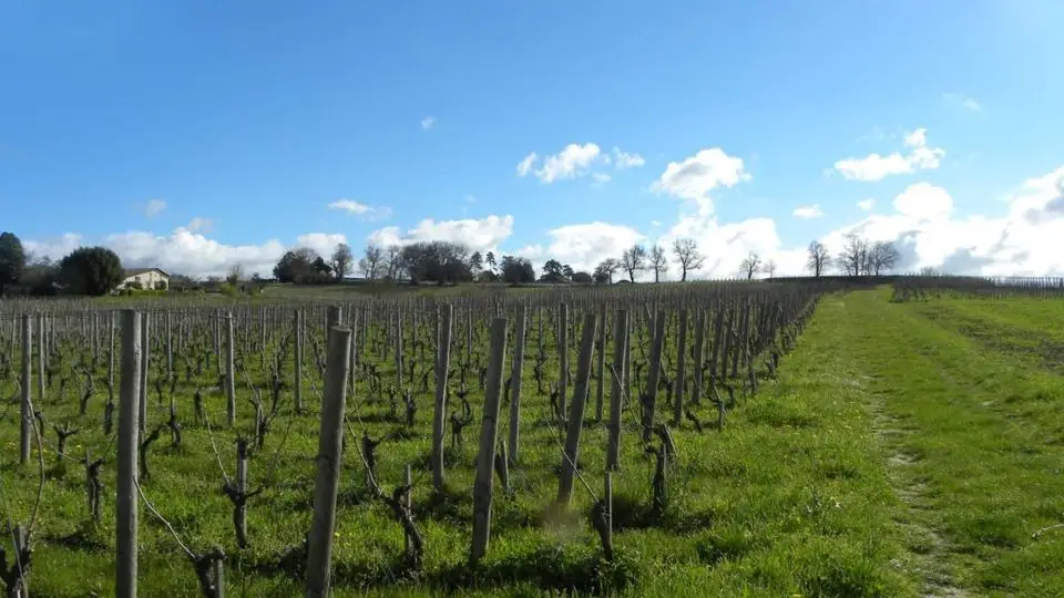 Vignoble Paul Barre. Château La Grave