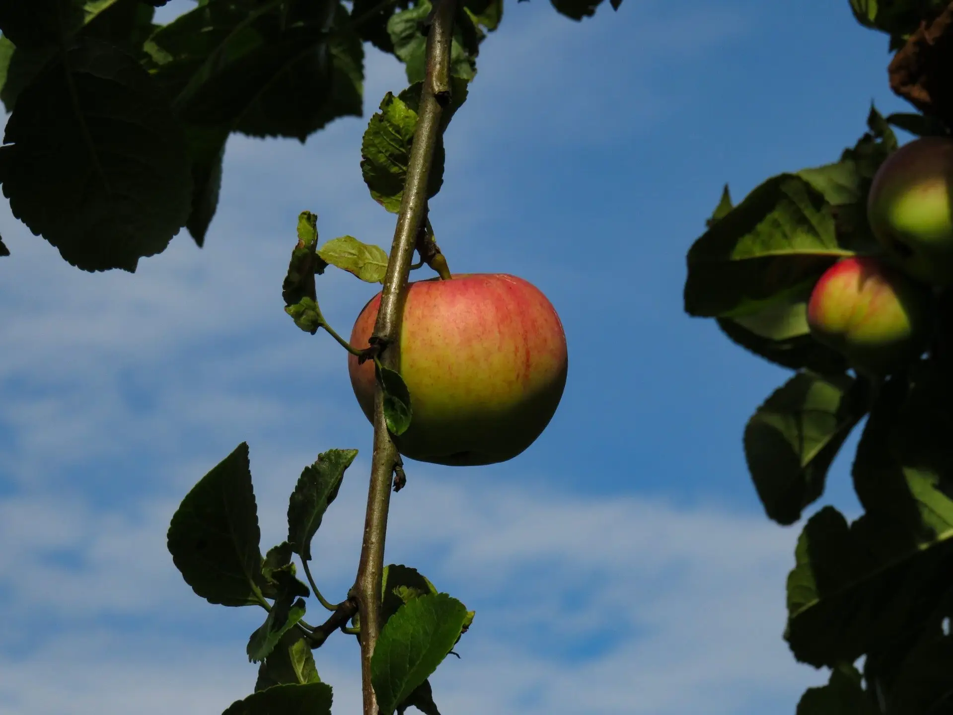 Les Vergers Du Mitan Cranne