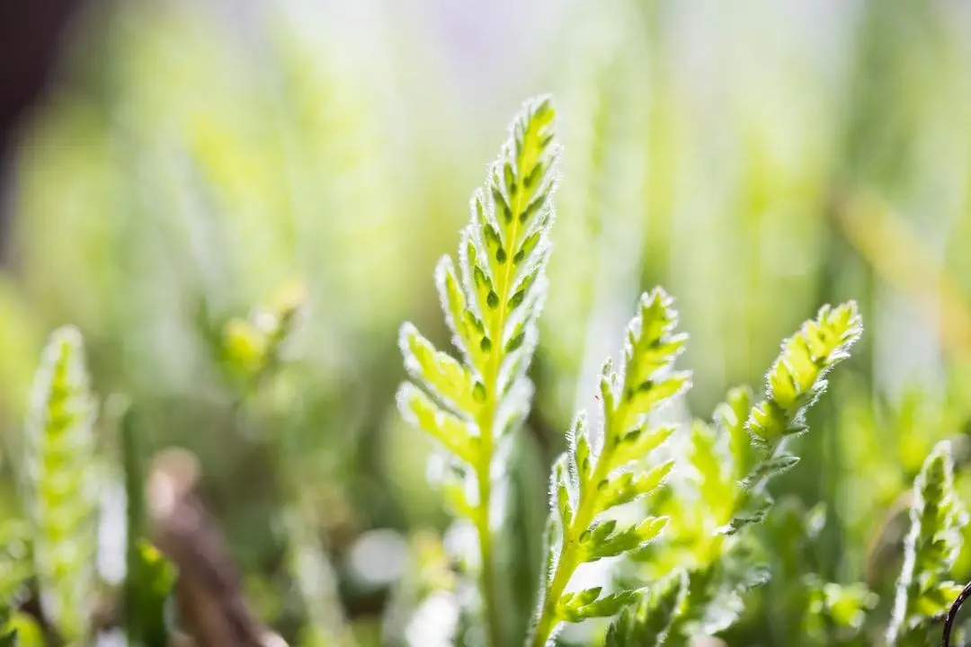 Aux Bio Legumes