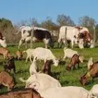 ferme-du-puy-lenty-19