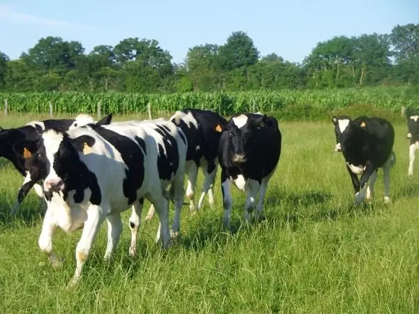 Glaces, sorbets et desserts glacés gaec linay pottier Agriglaces