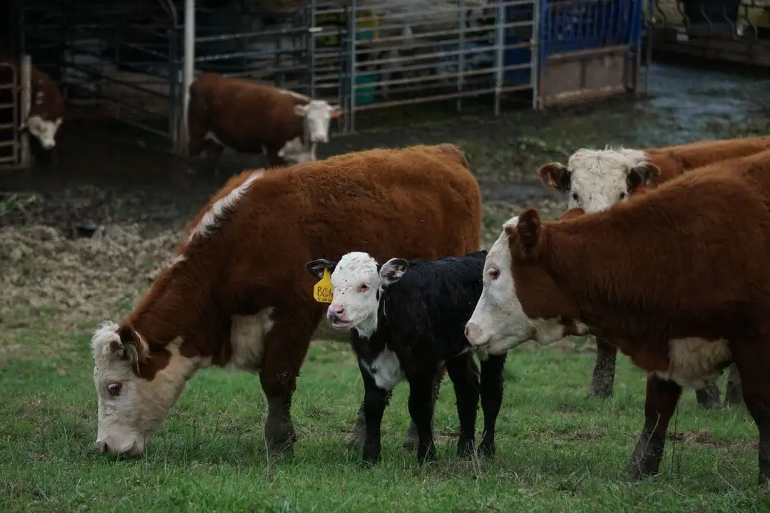 La Ferme de Champel