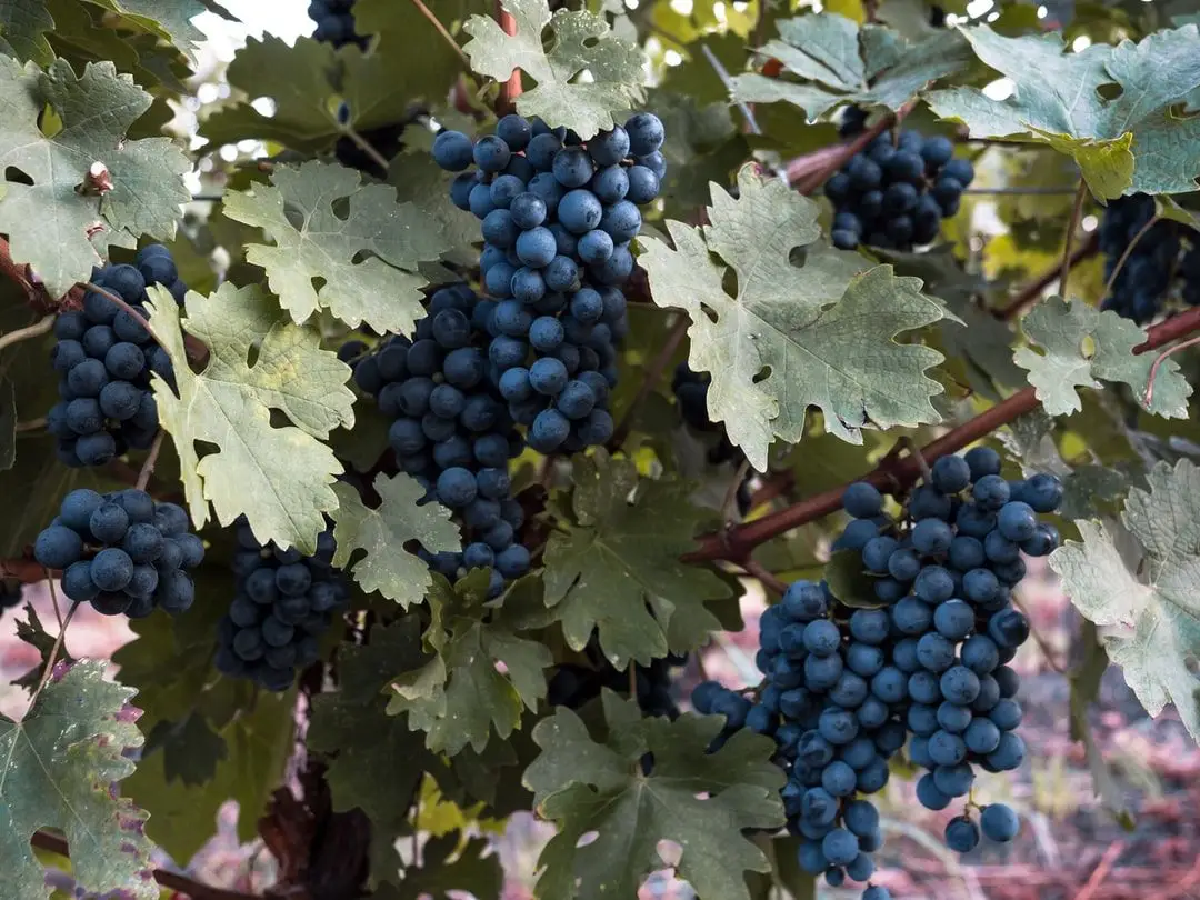 Domaine Gilbert Bonnet