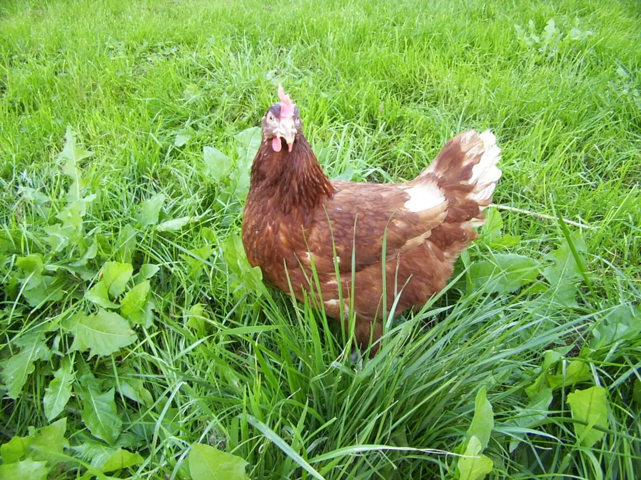 Loubet Patrick - Ferme de la Bayolle