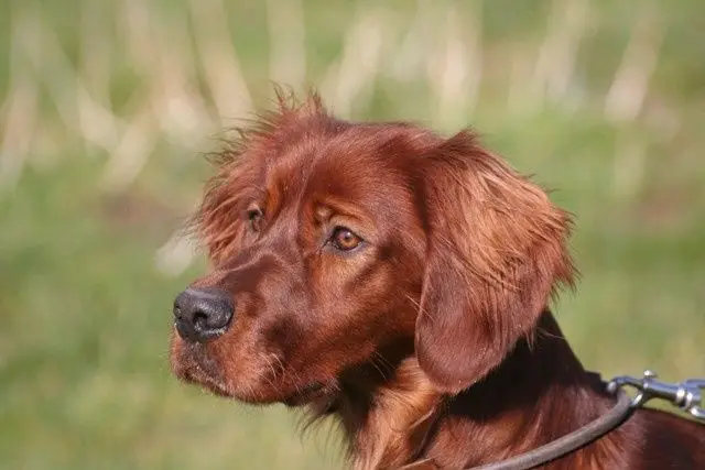 Trubuilt Bernard