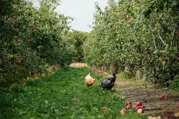 Ferme De Laulne