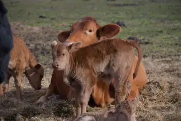 Ferme La Nouvelle Prairie