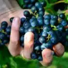 chateau-haut-garriga-vignobles-barreau-33