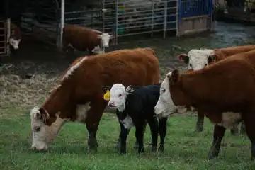 La Ferme de Champel