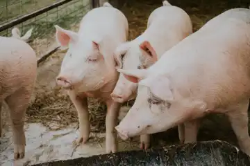 La Ferme de Viennerie