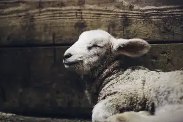 Bio Du Rable Jean-Pierre Et Fils