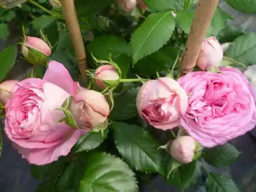 Les Fleurs de la Grange EARL