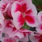 le-jardin-mexicain-54