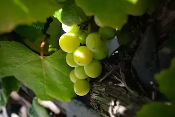 Domaine Des Renardières