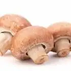 s-a-s-les-champignons-de-cussangy-10