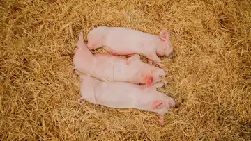 La Ferme des 3 Petits Cochons