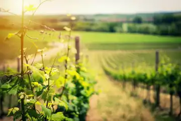 Champagne Olivier Lassaigne