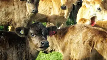 La Ferme du Domaine des Faures