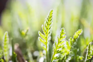 Aux Bio Legumes
