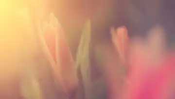 Simonnet Fleurs