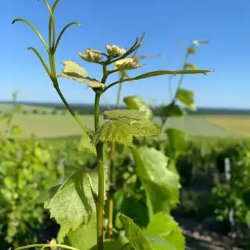 CHAMPAGNE BOLIEU