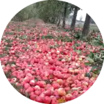 Les Bulles Ardennaises