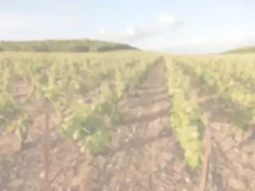 Champagne Fricot Pascal