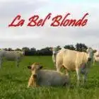 la-bel-blonde-44