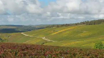 CHAMPAGNE GUY DE FOREZ - Les Riceys