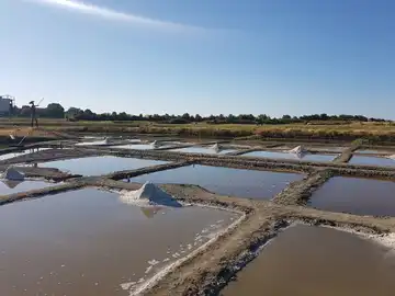 Salt marsh of Mornac sur Seudre