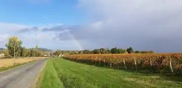 CHÂTEAU LA FORÊT - Vignobles Borie