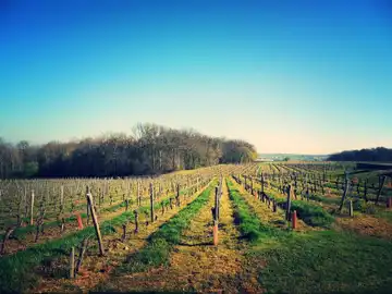 Vignobles Lavaud Père et Fils