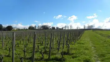 Vignoble Paul Barre. Château La Grave