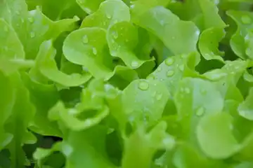 Les Bons Légumes De Kerlijouan