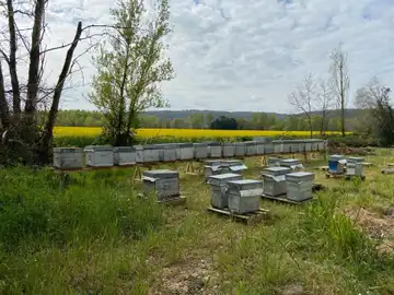 La papillonne