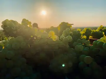 Champagne SIMON-MICHELOT