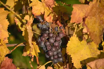 Château CRU GODARD