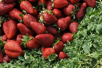 Fraises De Germain