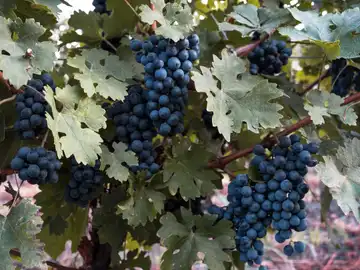 Domaine Gilbert Bonnet