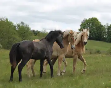 Equae - Earl Du Pre Laumond