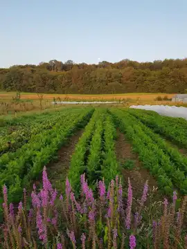 AUX SOEURS DES CHAMPS