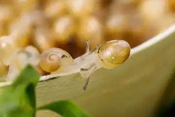 L'escargot vigeoyeux
