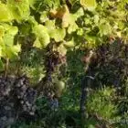 chateau-dudon-33