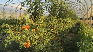 AMAP LES JARDINS SAUVAGES