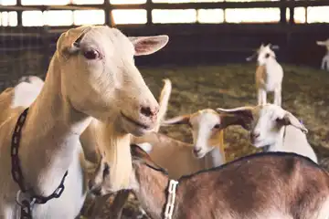 La Ferme De Rose
